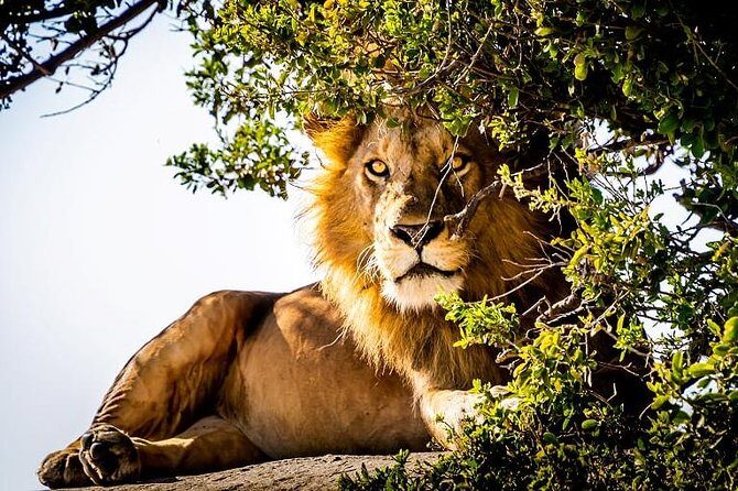 9 Days Kenya and Tanzania Wildlife Experience - Key highlights I’d circle on your planning map