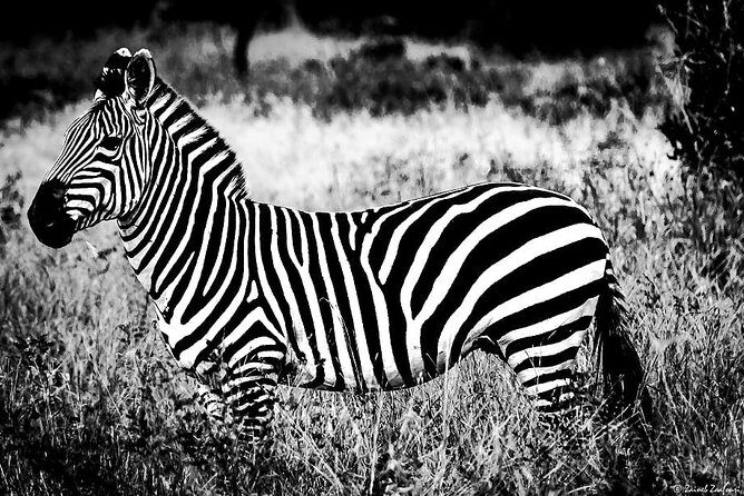 9 Days Kenya and Tanzania Wildlife Experience - Nairobi arrival, hotel night, and getting oriented fast