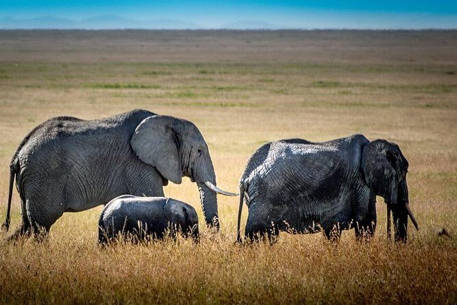 9 Days Kenya and Tanzania Wildlife Experience - How the private guiding and clean jeeps affect the experience