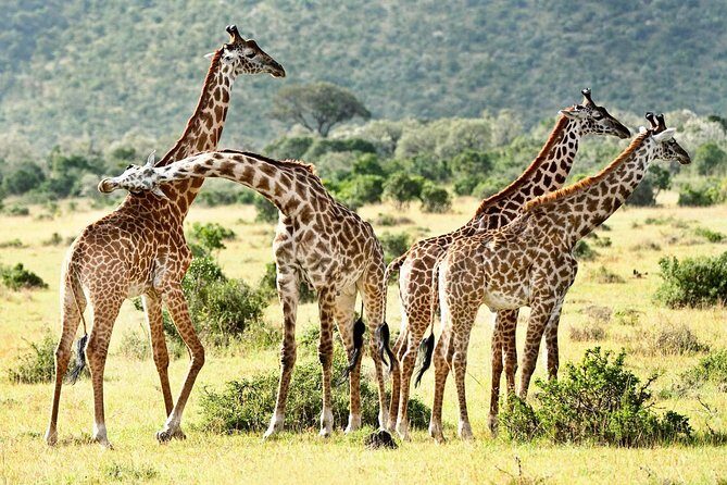 9 Days Kenya Classic Lodge Safari - Maasai Mara Days: high animal density plus real options beyond the road
