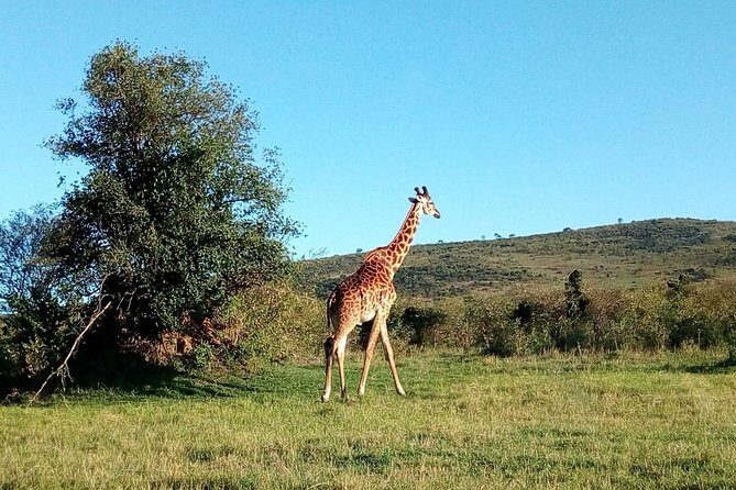 9 Days Kenya Classic Lodge Safari - Luxury lodge comfort in the middle of long days