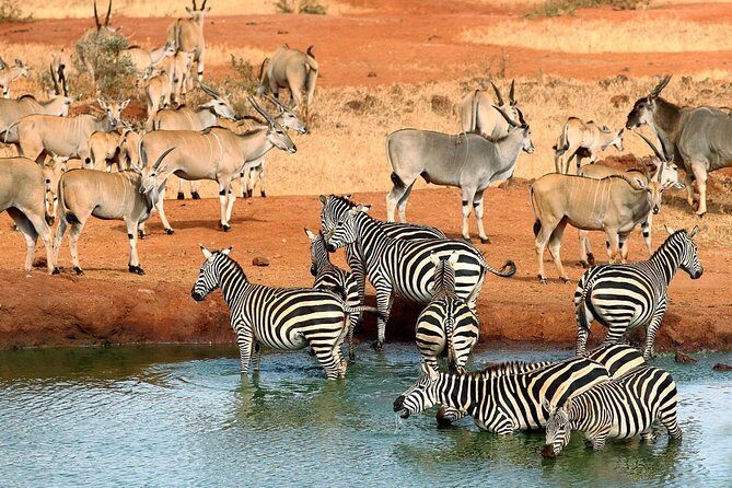 9 Days Kenya Classic Lodge Safari - Price and value: does $3,775 buy a real safari, or just “parks on paper”?