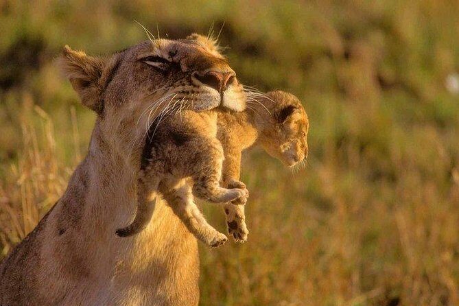 9 Days Kenya Classic Lodge Safari - Flexibility built in: custom parks and possible coast add-ons