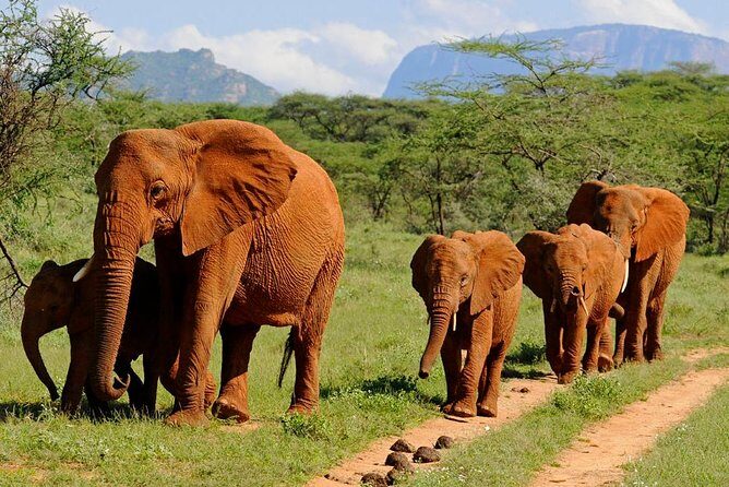 9 Days Kenya Classic Lodge Safari - Lake Nakuru and Naivasha: flamingos, rhinos, and Hell’s Gate country