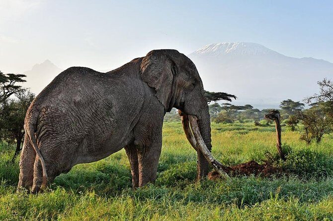 9 Days Samburu- Nakuru- Mara-Naivasha- Amboseli Wild Safari - Naivasha Day 6: optional boat ride, birds, and hippo spotting