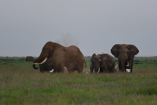 9 Days Samburu- Nakuru- Mara-Naivasha- Amboseli Wild Safari - Hells Gate Day 7: walking with wildlife before Amboseli elephants