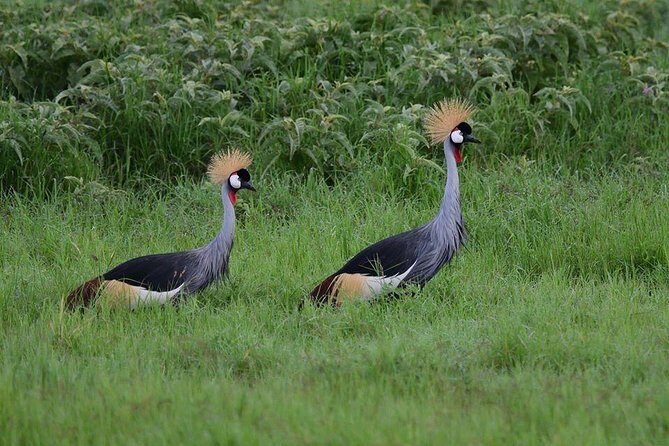 9 Days Samburu- Nakuru- Mara-Naivasha- Amboseli Wild Safari - Amboseli Days 8-9: Mt. Kilimanjaro views and large elephant herds