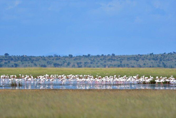 9 Days Samburu- Nakuru- Mara-Naivasha- Amboseli Wild Safari - Thomson Falls and Nakuru: rhinos, flamingoes, and a calmer pace