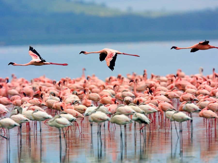 A day tour; Lake Nakuru national park& L. Naivasha Boat ride - Key takeaways before you go