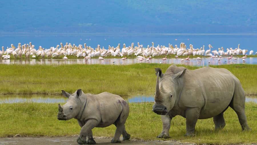 A day tour; Lake Nakuru national park& L. Naivasha Boat ride - Why this Nakuru + Naivasha day tour works when you’re short on time