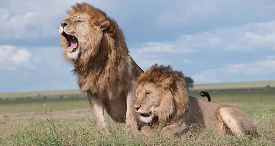 A day tour; Lake Nakuru national park& L. Naivasha Boat ride - Lake Naivasha boat ride: crocodiles, hippos, and eagles from the water