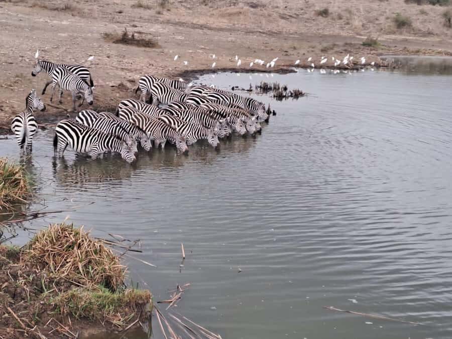 A day tour; Lake Nakuru national park& L. Naivasha Boat ride - Cost and value: what the $145 covers, and what can add up