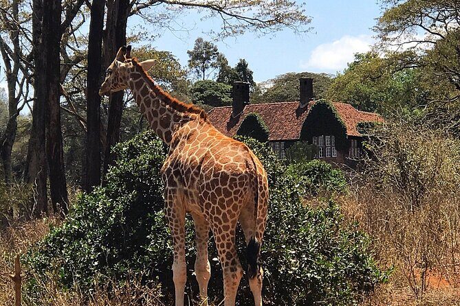 A Day Tour to Giraffe Center in Nairobi Kenya - Your One-Hour Visit: Feeding, Viewing, and How Release Works