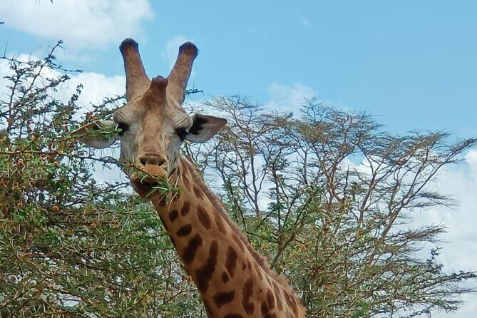 A Day Tour to Giraffe Center in Nairobi Kenya - The Private-Group Advantage (and why it can matter in Nairobi)