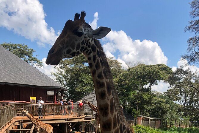 A Day Tour to Giraffe Center in Nairobi Kenya - Who Should Book This Tour (and who might skip it)