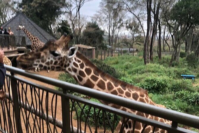 A Day Tour to Giraffe Center in Nairobi Kenya - Pickup Timing in Nairobi: the 9 to 11 Window (and the 9 a.m. note)
