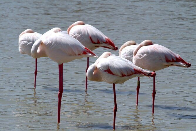 A thrilling Kenya 4 Days Adventure: Masai Mara &Lake Nakuru - Day 1: Nairobi to the Mara, then your first real wildlife search