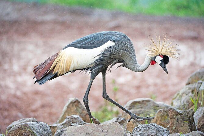 African Wildlife Safari 7 Days - Key safari highlights you’ll feel on the ground