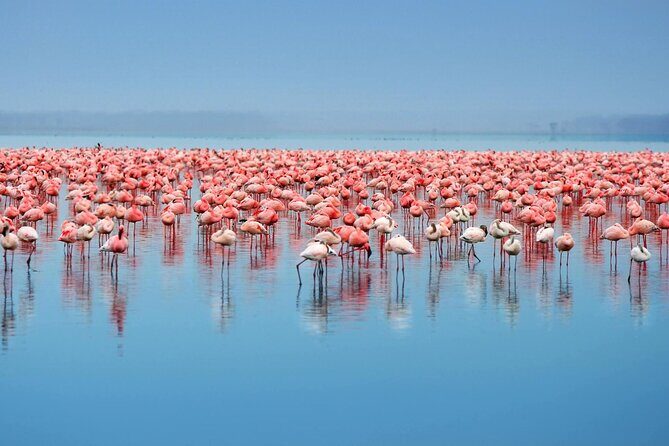 African Wildlife Safari 7 Days - From Airport Pickup to Sarova Panafric: Your Nairobi Start