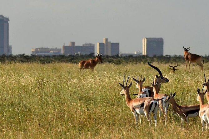 Afternoon half day mini safari to Nairobi National Park - The birds matter more than you think