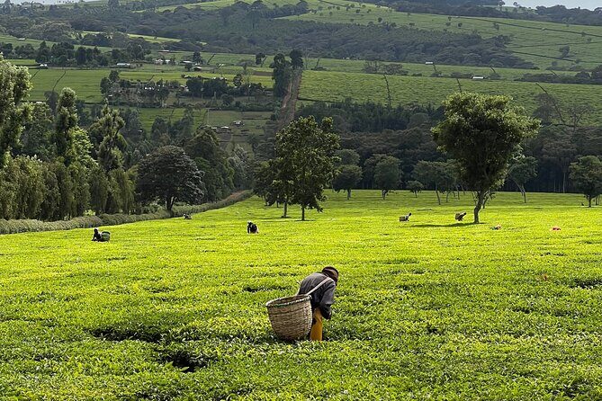 Agro-Tourism Tea Workshop in Nandi Hills - Key takeaways before you go