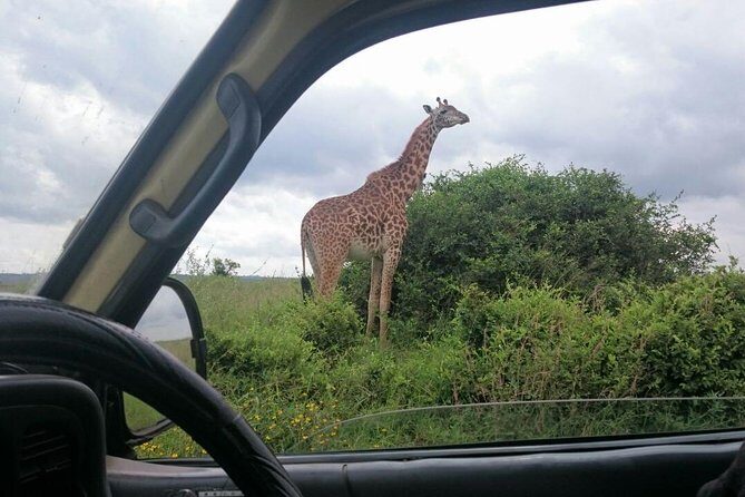 Airport Pick Up To Nairobi National Park / Drop Off - Guides who make the half-day safari feel easy