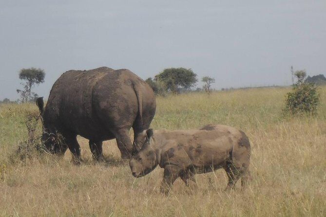 Airport Pick Up To Nairobi National Park / Drop Off - Who should book this Nairobi National Park airport safari?
