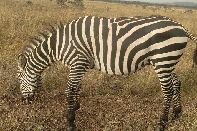 Amboseli Day Trip from Nairobi - Lunch costs and park fees: plan your budget like a grown-up