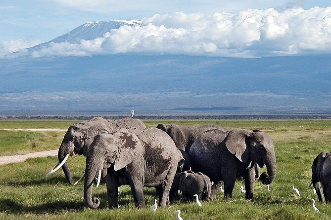 Amboseli Day Trip from Nairobi - Group size and how it affects your safari experience