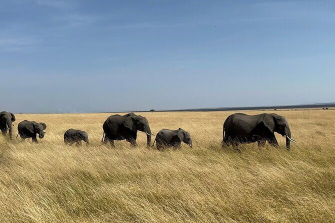 Amboseli day trip with pick up - Key highlights you’ll actually feel