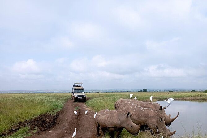 Amboseli day trip with pick up - Afternoon game viewing: shorter drive, same opportunity