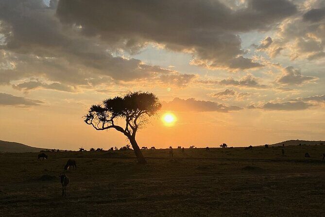Amboseli day trip with pick up - First game drive in Amboseli: lions, zebras, and Kilimanjaro behind you