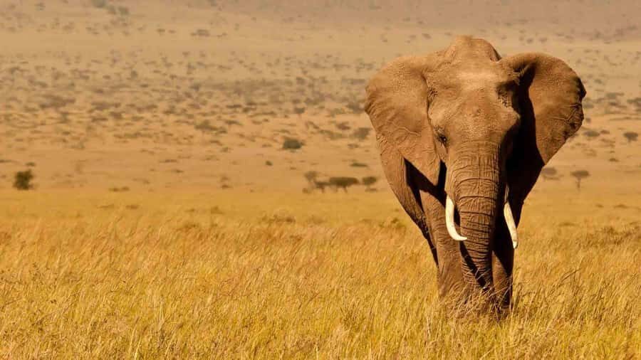 Amboseli National Park 3-Day Safari from Nairobi - Key things you’ll notice on this Amboseli safari