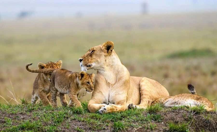 Amboseli National Park 3-Day Safari from Nairobi - Kilimanjaro views and elephant sightings: why this trip works