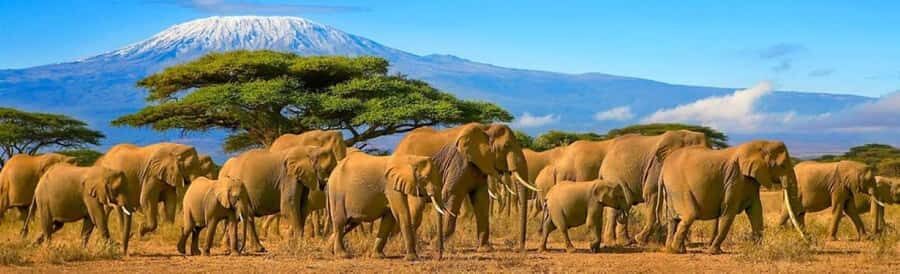 Amboseli National Park 3-Day Safari from Nairobi - Pop-up roof game drives: better photos and easier spotting