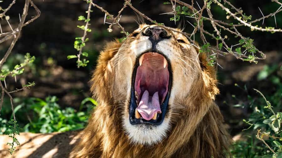 Amboseli National Park 3-Day Safari from Nairobi - Inside Amboseli: marshes, woodlands, and open plains