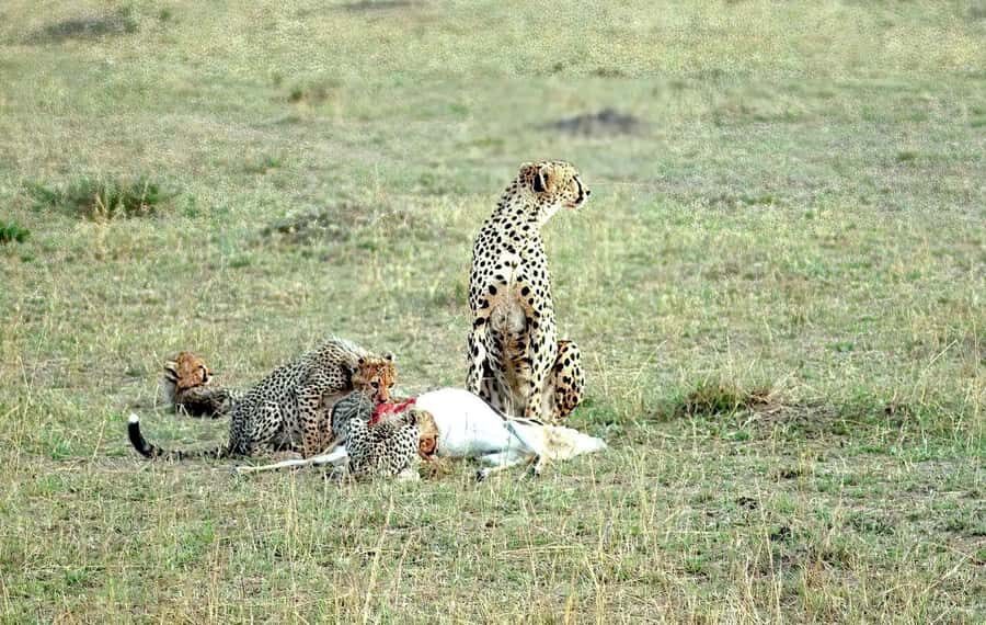 Amboseli National Park 3-Day Safari from Nairobi - Observation Hill and the swamps: where you get the big-picture views