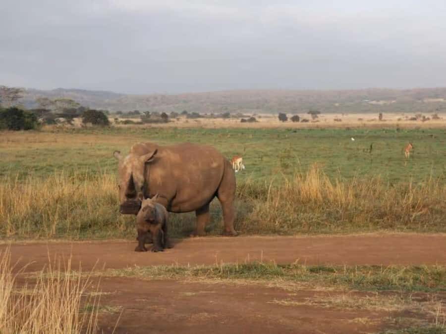 Amboseli National Park 3-Day Safari from Nairobi - Lodges and tented camp time: comfort that won’t steal your safari hours