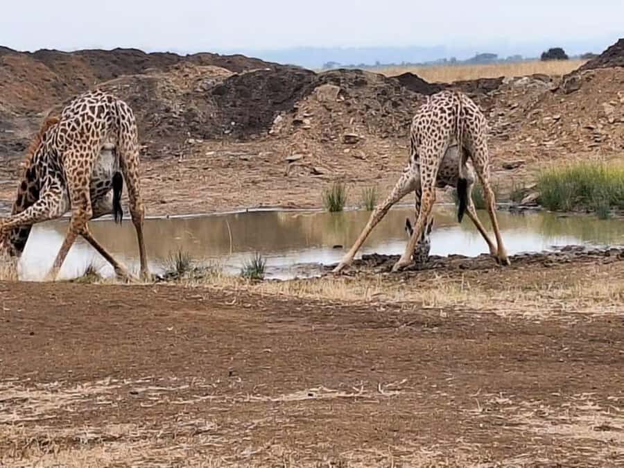 Amboseli National Park 3-Day Safari from Nairobi - Who this safari suits best (and who might want a different plan)