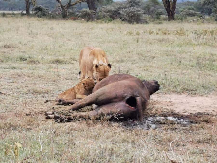 Amboseli National Park 3-Day Safari from Nairobi - Nairobi to Amboseli: the pacing, transfers, and what it feels like