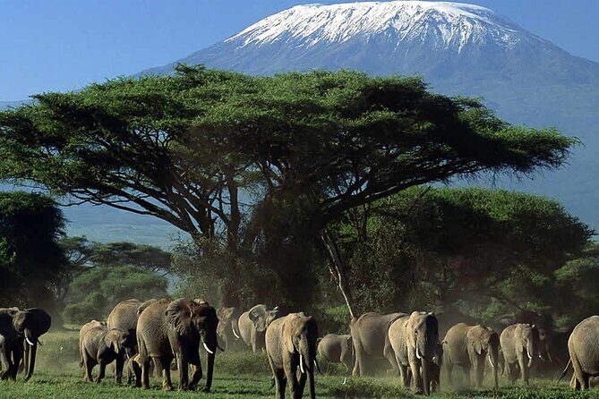 Amboseli National Park Day tour; Free Wifi Connection - From Nairobi at Sunrise: What the 5:00am Start Really Means