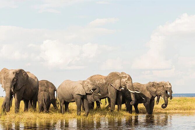 Amboseli National Park Day tour; Free Wifi Connection - Mount Kilimanjaro in the Background: Why This Park Feels Different