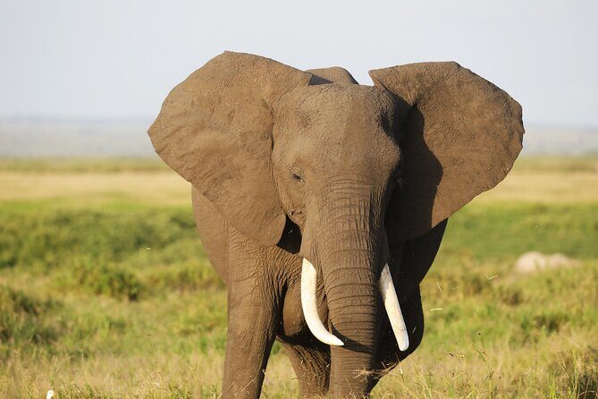 Amboseli National Park Day tour; Free Wifi Connection - Lunch at Oltukai Lodge: Optional Comfort vs. Budget Reality