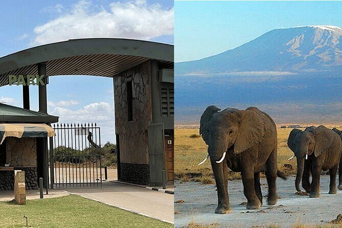 Amboseli National Park Day tour; Free Wifi Connection - Price and Logistics: What $199 Really Covers