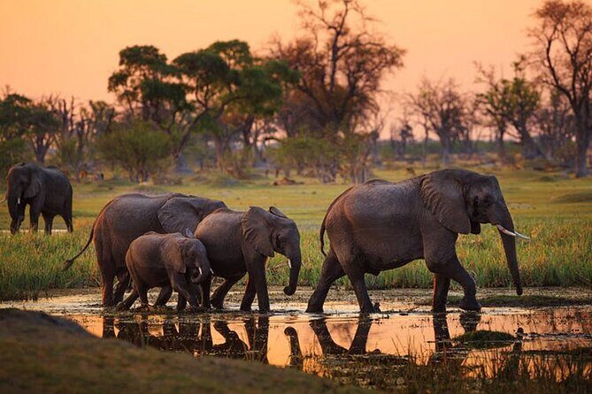 Amboseli National Park Day tour; Free Wifi Connection - Entering Amboseli National Park: Morning Game Drive Priorities