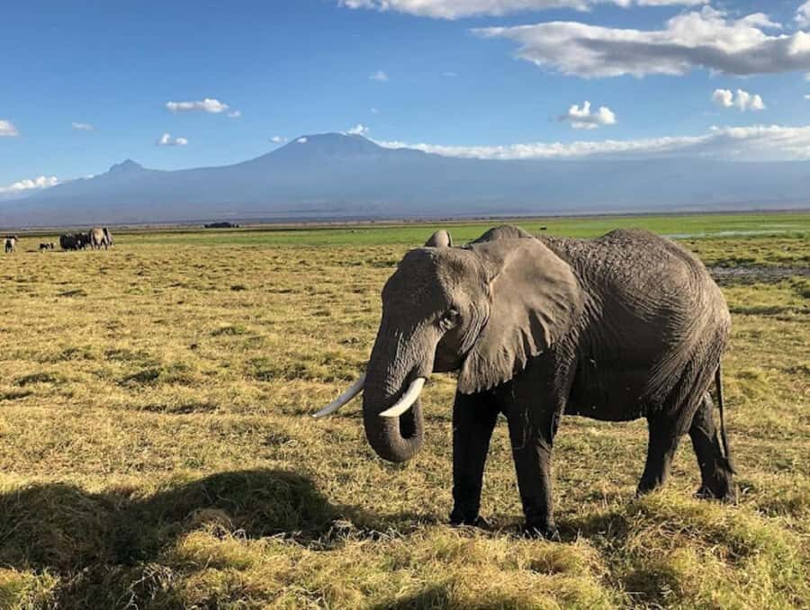 Amboseli National Park Day Trip and Maasai Village Visit - Key Highlights You’ll Care About