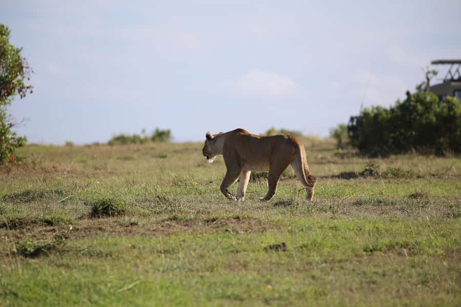 Amboseli National Park Day Trip and Maasai Village Visit - Nairobi to Amboseli: The 3-Hour Ride That Sets the Tone