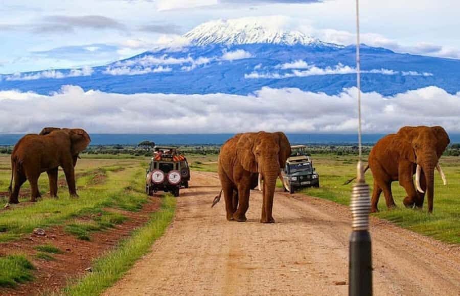 Amboseli National Park Day Trip and Maasai Village Visit - Game Drives in Open-Roof Comfort: Elephants, Predators, and Photo Angles