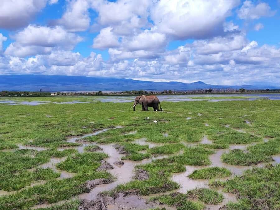 Amboseli National Park Day Trip and Maasai Village Visit - Kibo Safari Camp Lunch and Pool Time: A Real Break From the Road