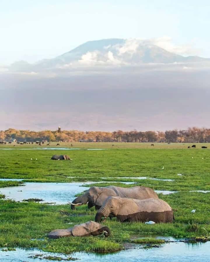 Amboseli National Park Day Trip and Maasai Village Visit - Entering Amboseli: Why Sparse Bush Helps You Spot Wildlife